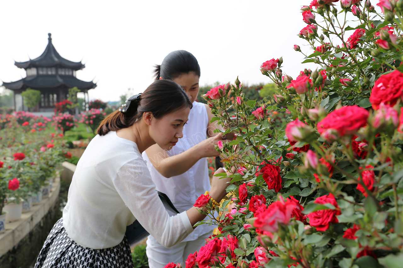 王四典：品玉赏花 醉美南阳