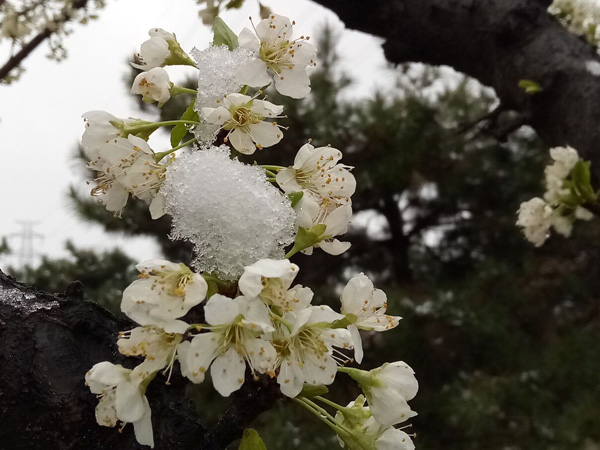 清明时分雨雪加，海棠公园看繁花