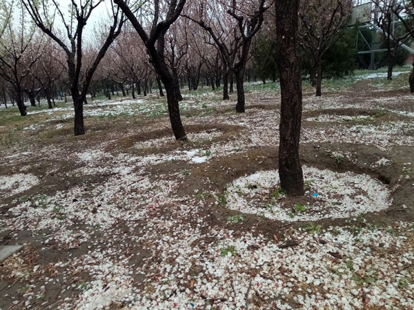 清明时分雨雪加，海棠公园看繁花
