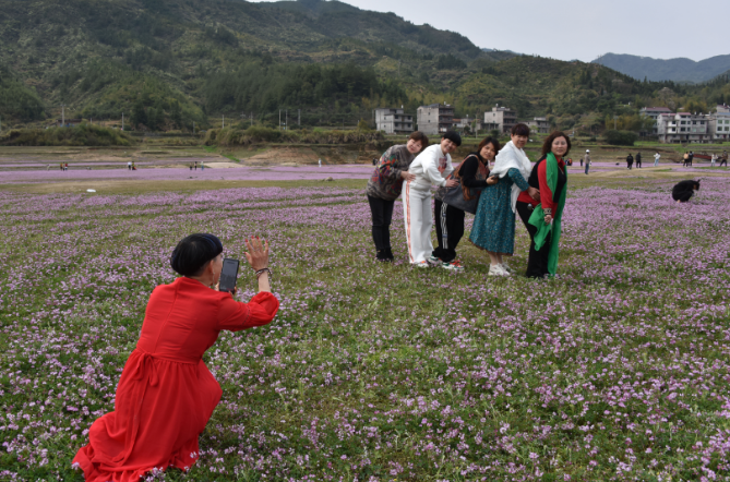 江西广信：蔚为壮观的紫云花