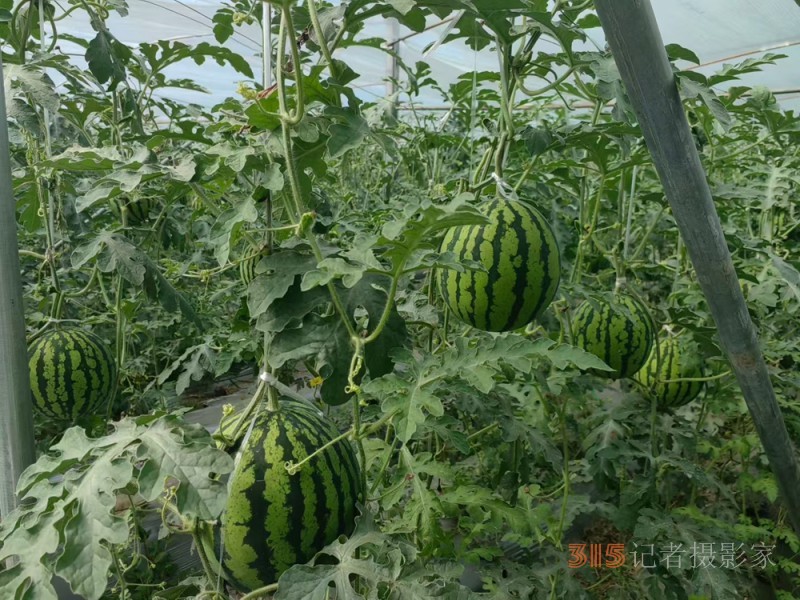高原上的鲁商引擎——林芝市鲁商产业园的藏区协同发展纪实