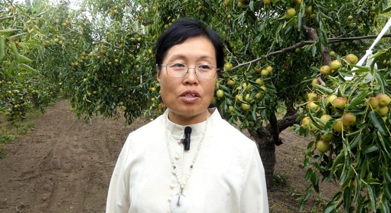 黄骅碳氢核肥冬枣基地迎丰收:增产三成零农残,绿色种植结出“放心果” 黄骅碳氢核肥冬枣基地迎丰收:增产三成零农残,绿色种植结出“放心果”