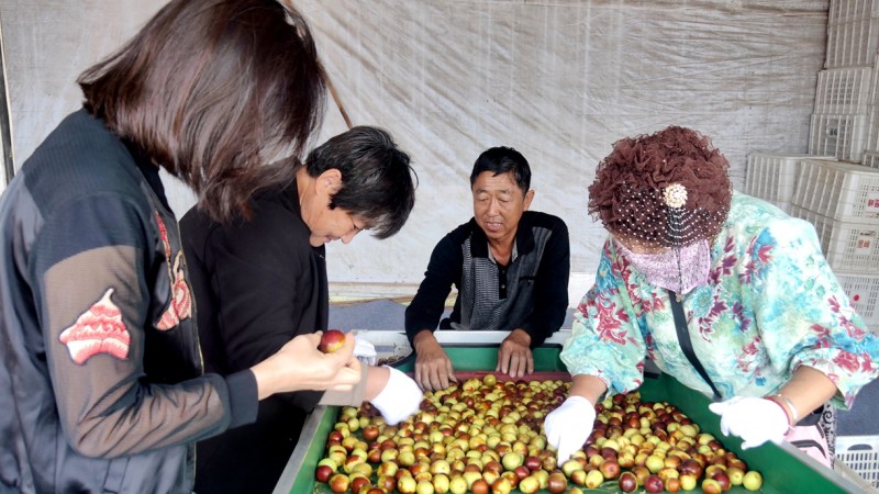 黄骅碳氢核肥冬枣基地迎丰收:增产三成零农残,绿色种植结出“放心果” 黄骅碳氢核肥冬枣基地迎丰收:增产三成零农残,绿色种植结出“放心果”